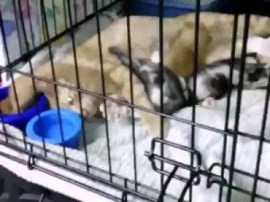 kittens locked in a garagenoww:tigerlily