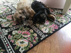 Diva and Dolly - shih tzu five 2:25:16