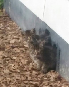 kittens rescued by denise and debra 5:18:16