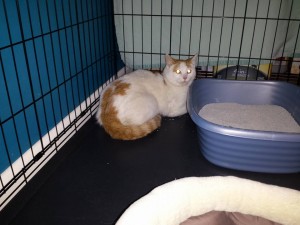 Abrahamw:debra at ferndale cat shelter 3:3:16 rescued by Jan and with Ferndale Catfe Lounge