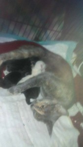 Kittens - newborn w:rachelgerster 3:11:17