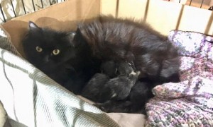 raven and babies 4:7:20