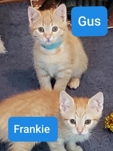 gus and frankie 7:3:20
