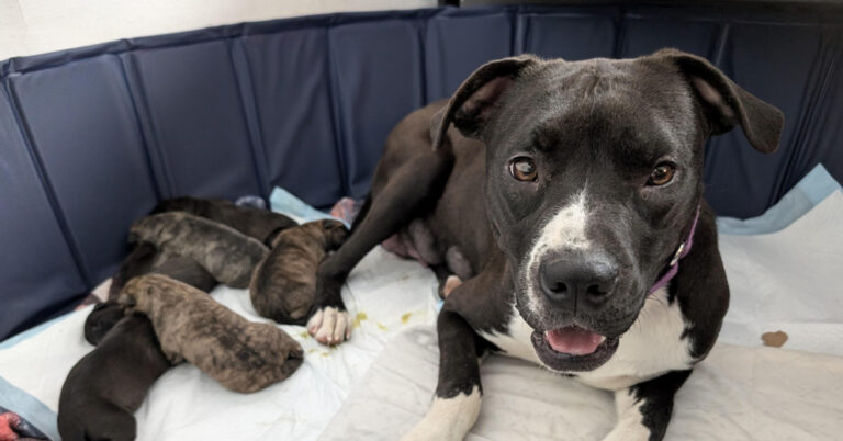 Sophie And Her 7 Puppies!