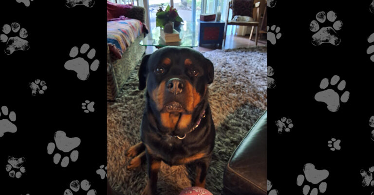 Gracie’s Happy Ending: From Trauma to a Forever Home