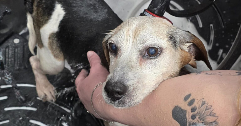 Hunting Beagle Given a Second Chance