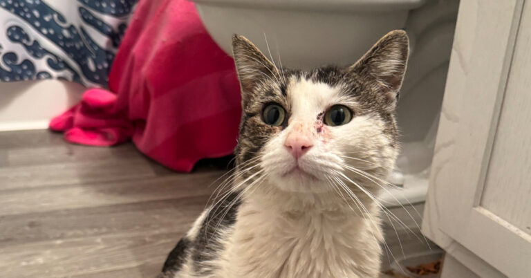 Baby’s Rescue Journey: From Street to Safe