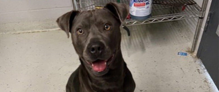 Animal Control Officer Reaches Out For Help