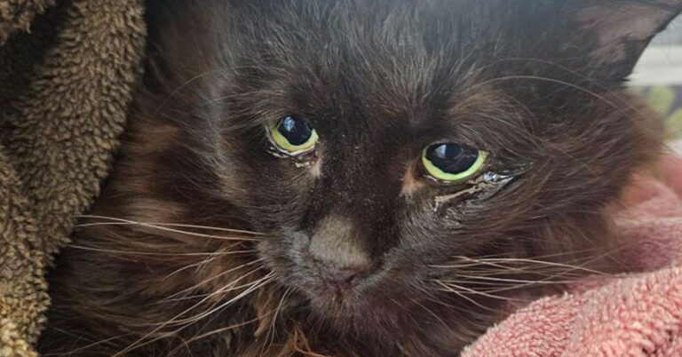 From Stray to Strong: Flappy’s New Beginnings