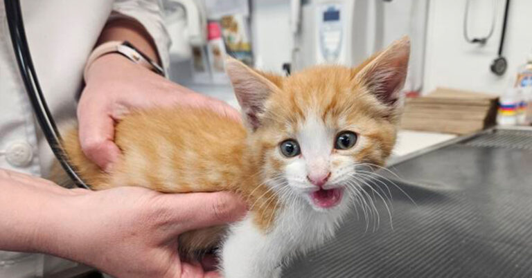Orange’s Lucky Escape: From Under the Car to a Brand New Start!