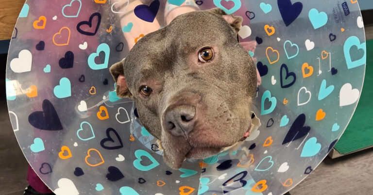 The Sweetest Warrior: Seal’s Battle for a Better Life