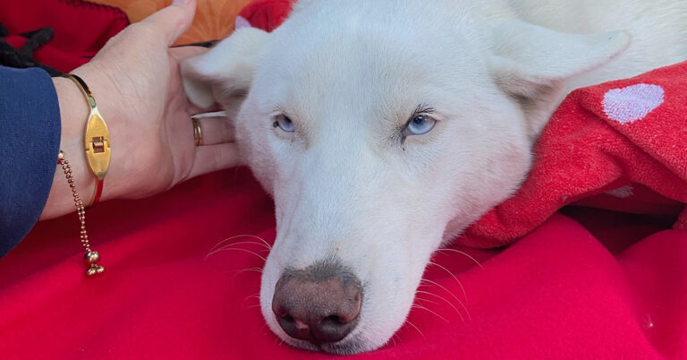 Sheba Was Hit by a Car — She Needs Help to Heal