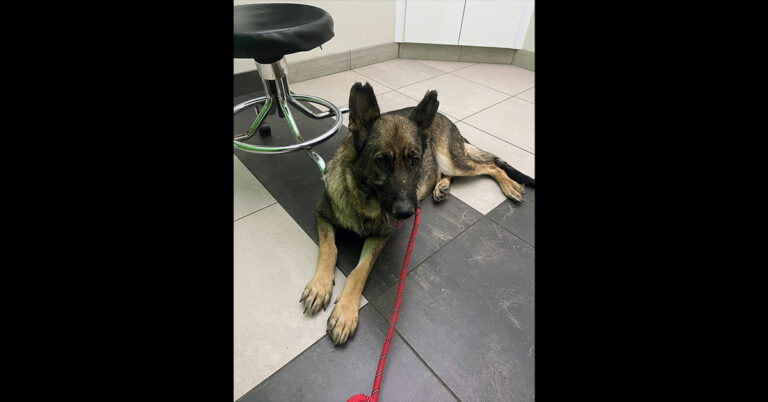 Lawa Is In Need Of A Foster – Will You Help?