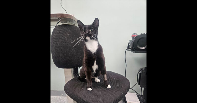 Homeless, Super Friendly Cat Named Lucy