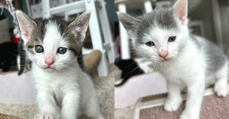 Luna, Ralphie and Remy: Precious Babies And Momma Need A Home
