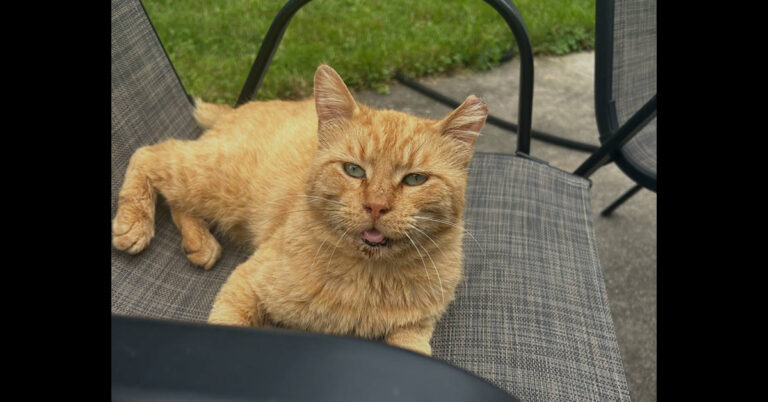 Rusty Was Abandoned/Thrown Out And Now He Needs Our Help