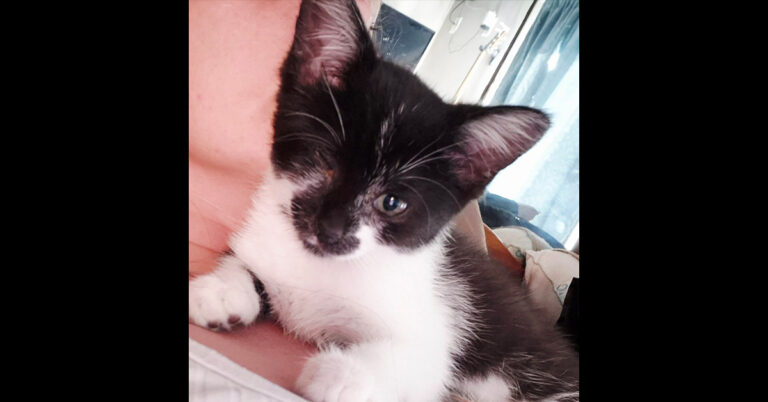 Bandit The Kitten Found With An Injured Eye