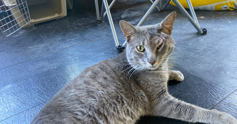 Hiro The Cat Found Injured Needs A Loving Home