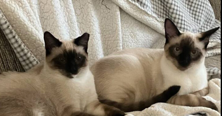 Penny and Benny: The Bonded Pair With A Happy Tale!