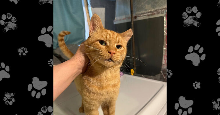 Rusty’s Road to Recovery: Now Seeking His Forever Home