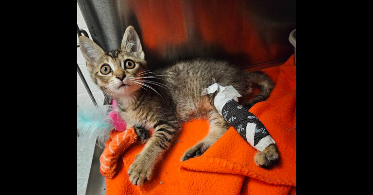 Twiggy’s Surgery Update: The Injured Kitten Stuck In Bush Covered In Fly Larvae And Fleas