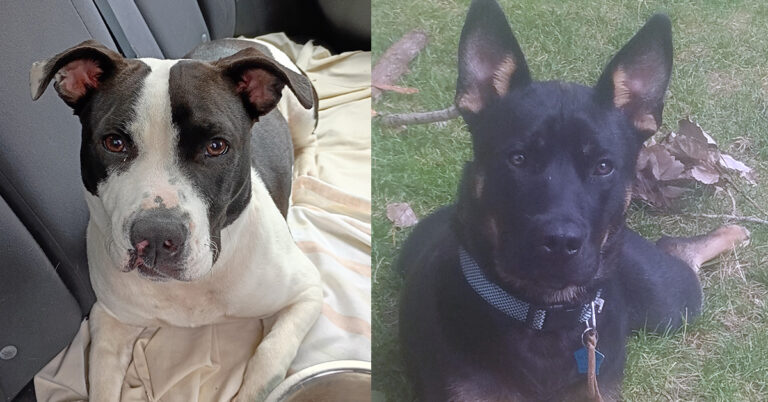 Rescued from Cruelty: Allie and Jax’s Story
