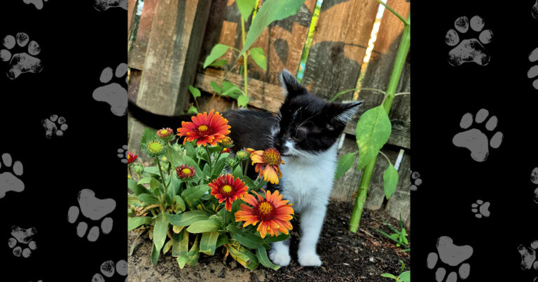 Bandit’s Second Chance: Life After Eye Surgery