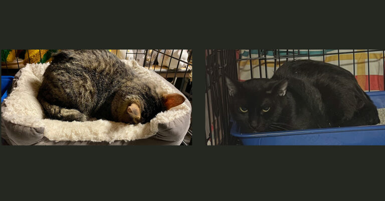 Broken but Not Forgotten: Bennett & Beaux Need a Lifeline