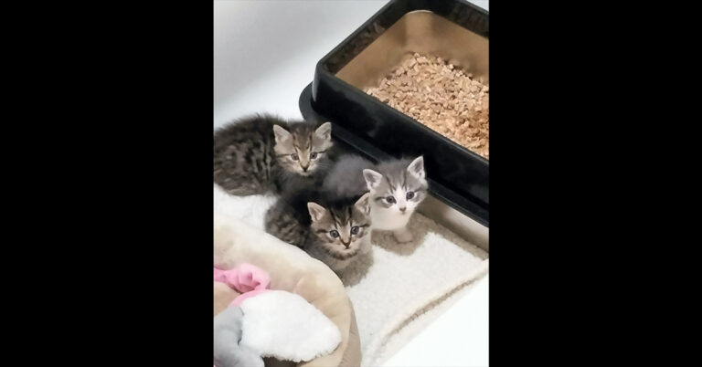 Kittens Found In Woods Need A Fur-Ever Home!