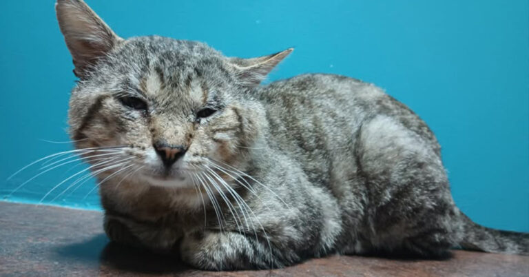 Maverick The Friendly Stray In Critical Condition