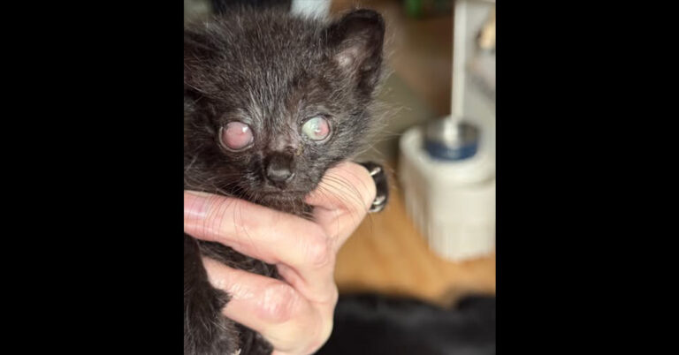 Mr. Magoo: Found in a Cupboard, Fighting to See Again