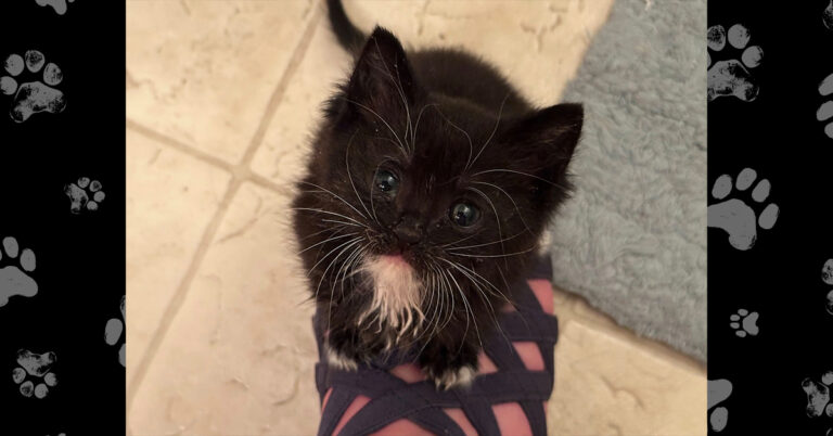 Munchkin’s Rescue: Orphaned Kitten Saved on Zug Island