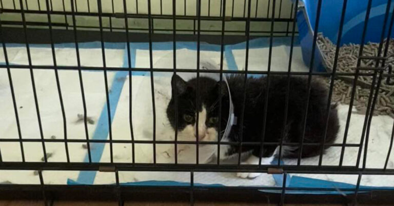 Snappy’s Surgery Brings Hope and Healing