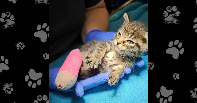 Squeegie’s Surgery: A New Start Thanks to Your Support