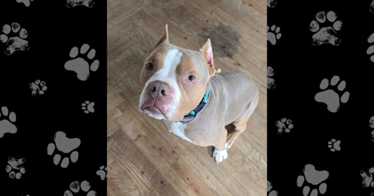 Goob the Dog: Safe, Loved, and Thriving