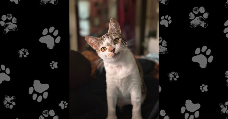 Juni (Previously Known As Zyra)–Once Starving, Now Thriving