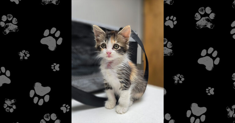 Lucy: Rescued From Dumpster at Henry Ford Macomb