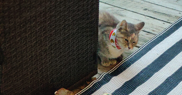 Puddin, The Strat Cat Found With A Roll Of Duct Tape Around Her Neck