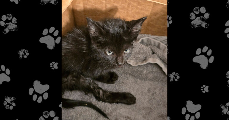 Shadow: Hit By A Car And Has A Broken Pelvis
