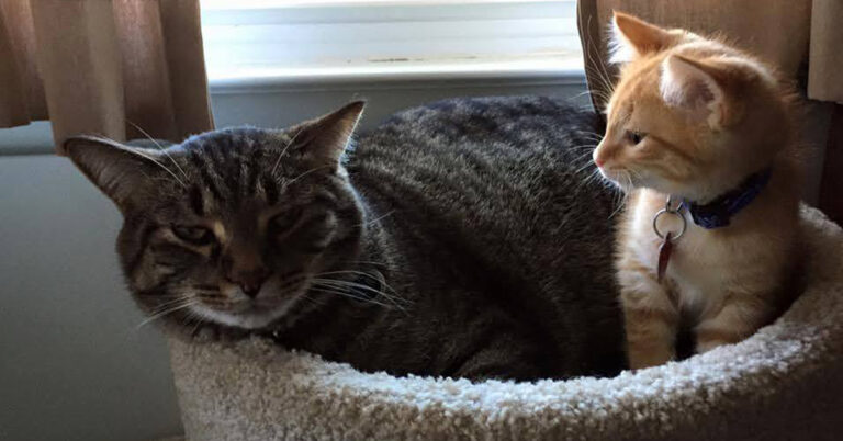 A Tribute to Soup: A Brave and Beloved Cat