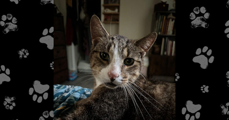 Help Stanley Heal: Thrown Out To Fend For Himself