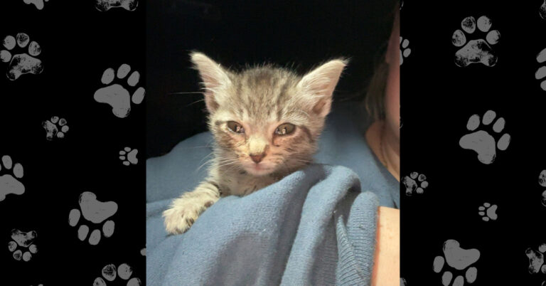 Baby Fluff, The Very Sick Kitten Found with Deceased Mom on Hall Road
