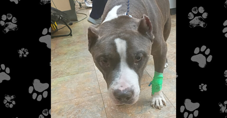 Chop Was Found Alone and Abandoned In A Trailer With An Obstruction