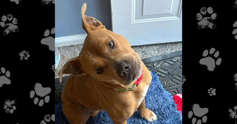 Harper: Found Hungry, Scared, and Scarred – Now on the Road to Healing