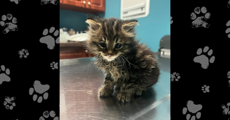 Little Lucinda’s Road to Recovery