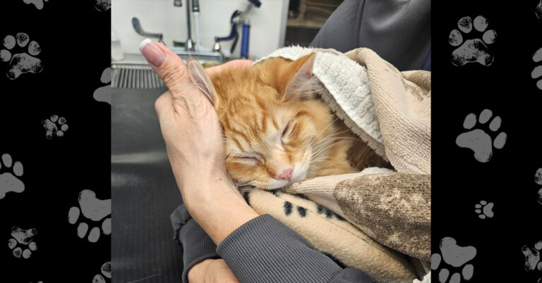 Sunfyre, The Kitten Found In A Parking Lot, Recovering from Orthopedic Surgery