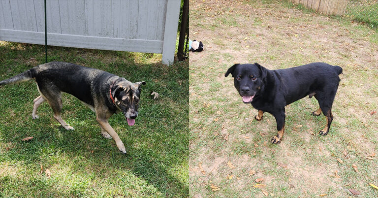 Sophie & Lobo — Two Dogs Who Deserve a Second Chance