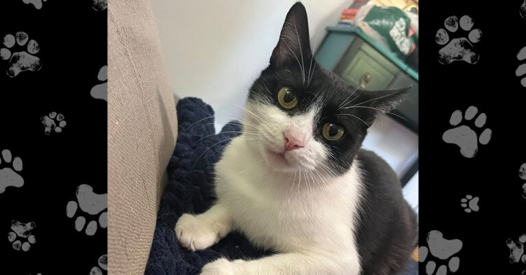 Brenda The Loving Kitty Hoping for a Forever Home