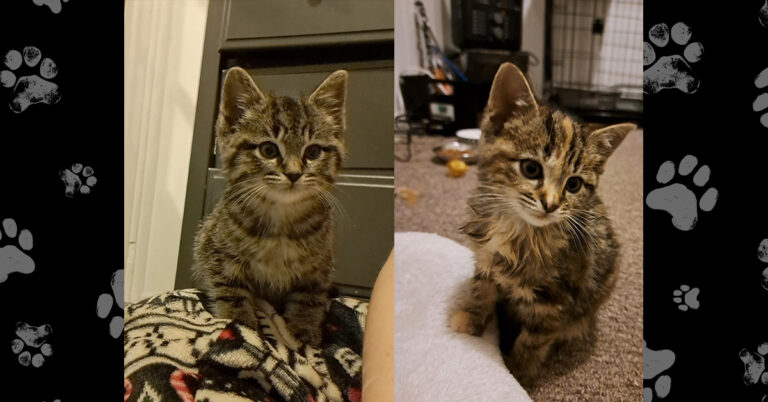 Ember & Echo — Two Tiny Fighters Ready for a Fresh Start!