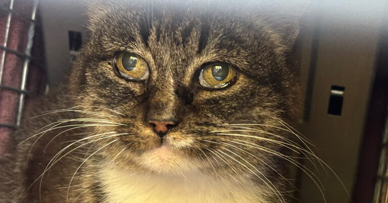 Fluffy, The Injured Stray Cat with Prolapsed Rectum